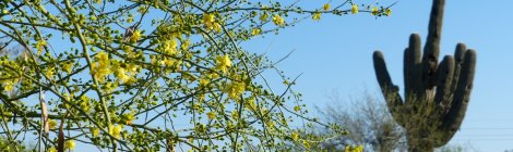 パラバーティの黄色い花が青い空とサワロカクタスを背景に写る画像